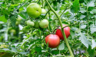 西红柿开花结果期怎么施肥和管理?（西红柿开花结果期怎么施肥和管理方法）