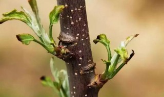 苹果树怎么修剪枝条? 苹果树怎么修剪枝条图解