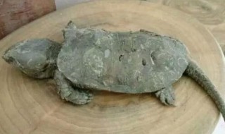 巴西龟的窝怎么布置? 巴西龟的窝怎么布置好