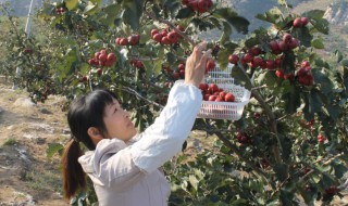 红果树怎么种植?（红果树怎么种植和管理）