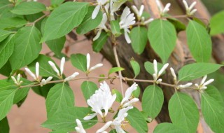 金银花枯黄落叶了怎么办? 金银花枯黄落叶了怎么办