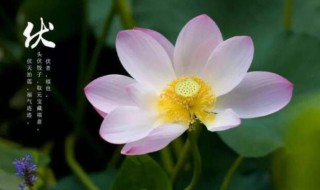 入伏注意（入伏注意事项吃什么好）