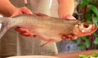 翘嘴鱼叫什么名字 翘嘴鱼又叫什么名字