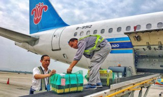 飞机托运怎么办理（宠物飞机托运怎么办理）