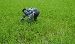 灭草松使用注意事项 灭草松使用说明