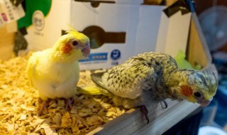 单只母玄凤下蛋怎么办?（单只母玄凤下蛋怎么办）