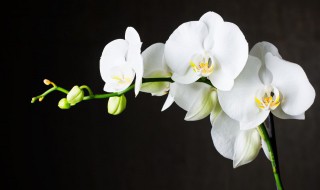 兰花发新芽怎么养护? 兰花发新芽怎么养护