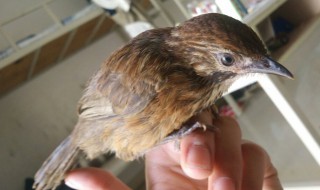 画眉鸟怎么才能养得好?（画眉鸟怎么才能养得好_）