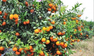 沃柑怎么种植?（沃柑怎么种植盆栽）