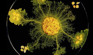 黏菌怎么培养?（培养黏菌的注意事项）