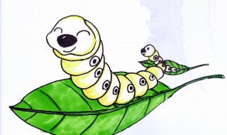 养蚕注意事项（养蚕注意事项及视频）