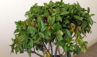 非洲茉莉怎么养才能更旺盛?（非洲茉莉怎么养才开花）