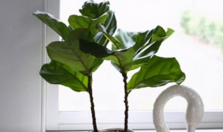 琴叶榕怎么养出叉枝? 琴叶榕插枝怎么养