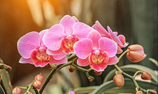 兰花怎样养护才能长出花蕾? 兰花怎样养护才能长出花蕾图片