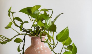 绿萝怎么养得又粗又绿?（绿萝怎么长得粗）