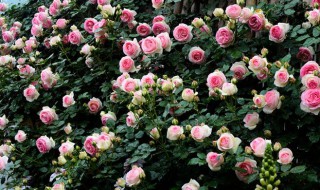 龙沙宝石爬藤月季怎么养?（龙沙宝石爬藤月季怎么养）