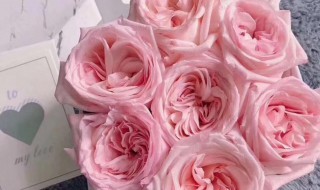 粉玫瑰怎么养护? 粉玫瑰怎么养护和管理