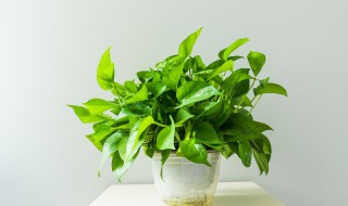 绿萝如何养殖?（绿萝如何养殖越长越旺）