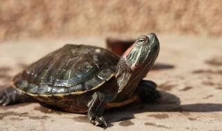 小乌龟怎么养? 小乌龟怎么养冬天冷了怎么养