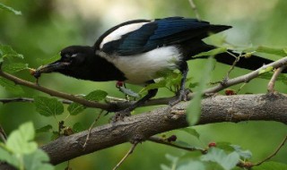 喜鹊幼鸟怎么喂养?（喜鹊幼鸟怎么喂养,多久能自己飞）