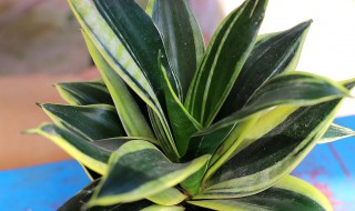 虎皮兰夏季如何养殖?（虎皮兰夏季如何养殖）