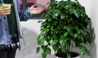 室内幸福树怎么养才能更旺盛?（室内幸福树如何养）