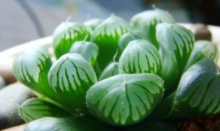 玉露多肉植物怎么养?（玉露多肉植物怎么养才养得又大又肥）