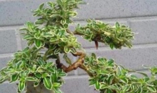 六月雪盆景怎么养?（六月雪盆景怎么养殖）