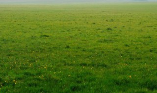 人工草坪施工步骤?（人工草坪基础做法）