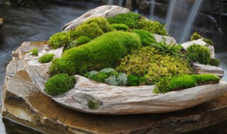 盆景青苔怎么培养?（青苔盆景的制作和养护）