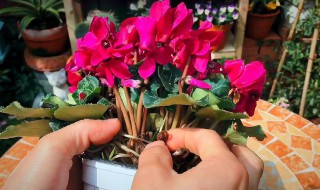 仙客来花谢后种球怎么养护?（仙客来花谢后种球怎么养护和浇水）