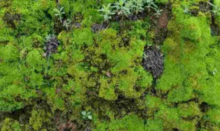 青苔怎么养才茂盛?（青苔怎么养才茂盛视频）