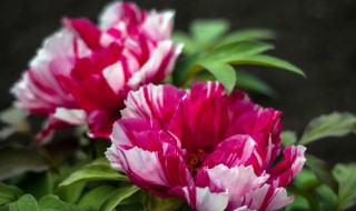 牡丹只长叶子不开花怎么办（牡丹花只长叶不开花怎么办）