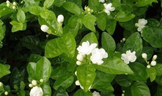 茉莉花怎么养才长得好? 茉莉花怎么养才能长得好