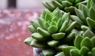 新手如何养多肉? 新手如何养多肉种子