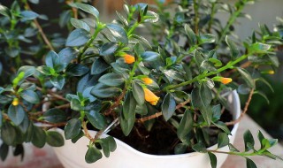 金鱼花怎么养才能更旺盛?（金鱼花怎么养才能开花多）