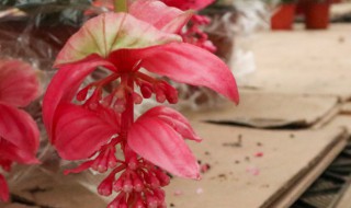 宝莲灯花谢了怎么才能长新芽? 宝莲灯开完花什么时间发芽