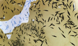 鲈鱼水花苗怎样养殖?（鲈鱼水花苗驯化技术）