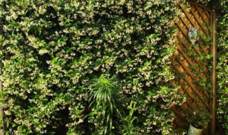 风车茉莉怎么养成花墙?（怎样才能让风车茉莉开更多的花）