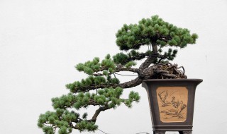 柏树盆景怎么养护?（柏树盆景怎么养护视频）