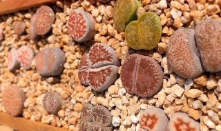 生石花夏天怎么养护?（生石花夏天怎么养护最好）