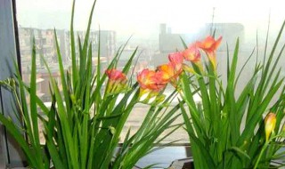 香雪兰花谢后怎么养护? 香雪兰花谢后怎么处理