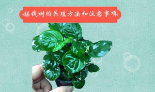 养摇钱树需要注意哪些?（摇钱树的养殖方法和注意事项发财）