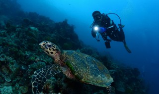 潜水的注意事项有哪些（潜水需要注意哪些事项）