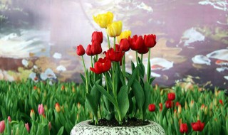 花放在水里怎么活得久一点?（花放在什么水里插着活的比较久）