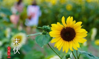 三伏天应该注意什么 三伏天应该注意什么饮食