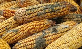 玉米轻微发霉处理方法? 玉米轻微发霉处理方法视频