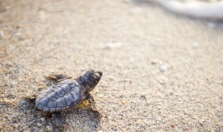 养龟注意事项 养龟注意事项大全