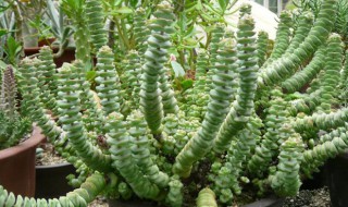 钱串子花叶子发黄怎么办?（钱串叶子黄了怎么办）