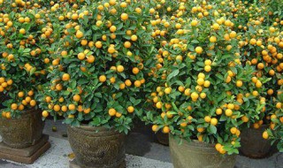 盆栽金桔不发新芽怎么办?（盆栽金桔不发新芽怎么办视频）